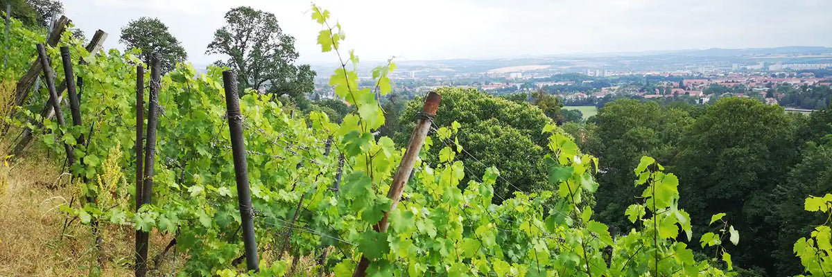 Alexandre Dupont de Ligonnes Weinberg Wachwitz