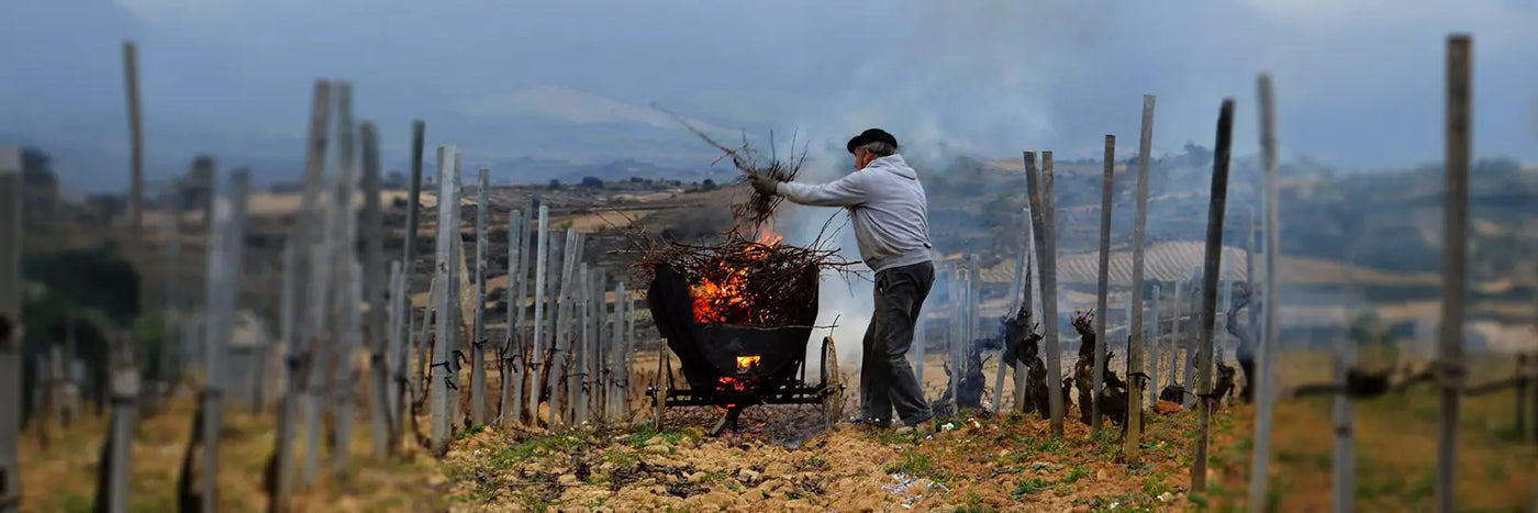 Artuke Rebschnitt im Weinberg