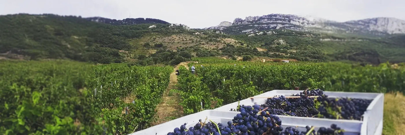 Artuke Weingarten in den Bergen