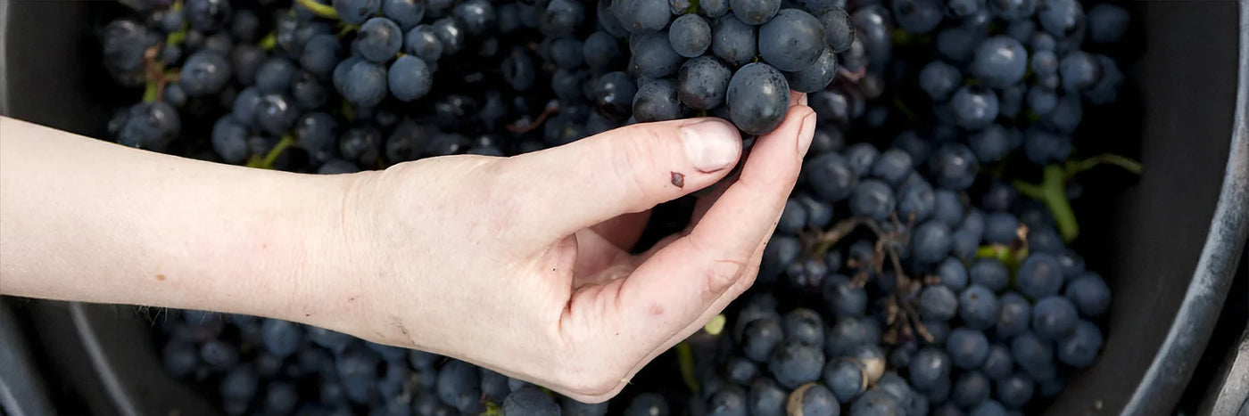 Bertram-Baltes Trauben