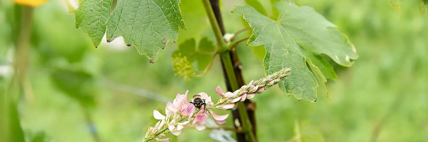 Beurer Biene im Weingarten