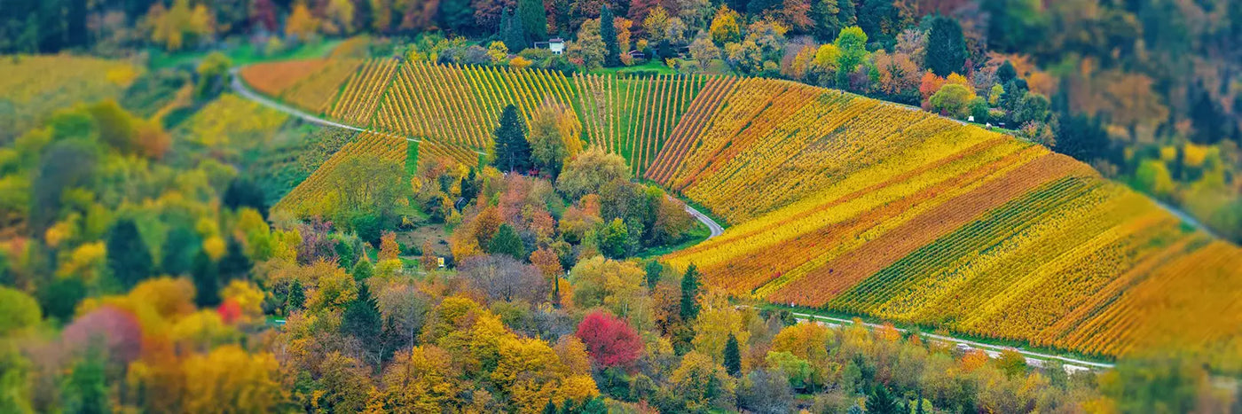 Beurer Weinberg im Herbst