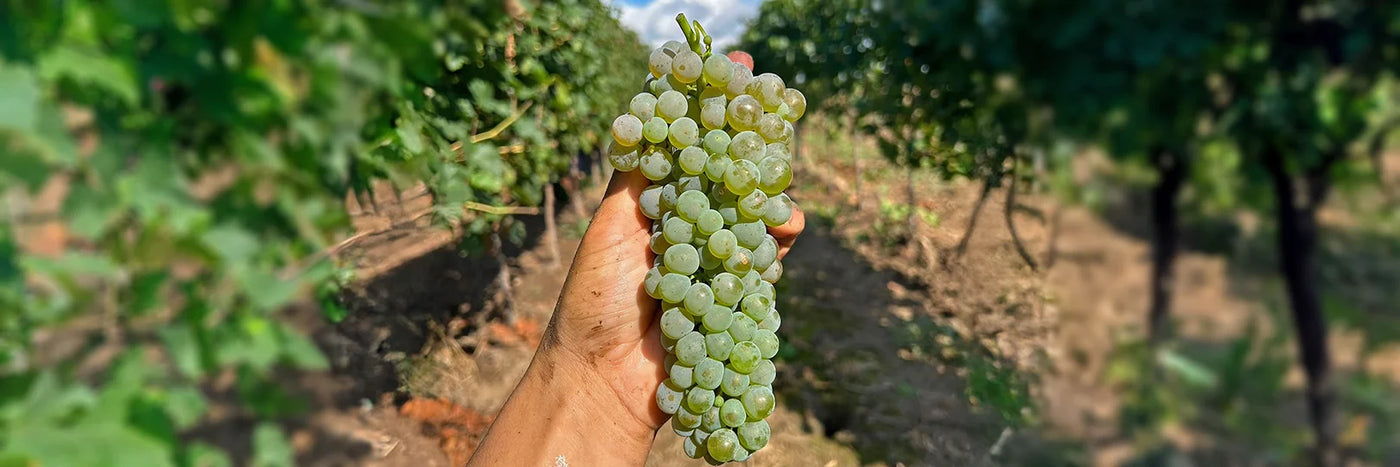 Bianka und Daniel Schmitt Trauben