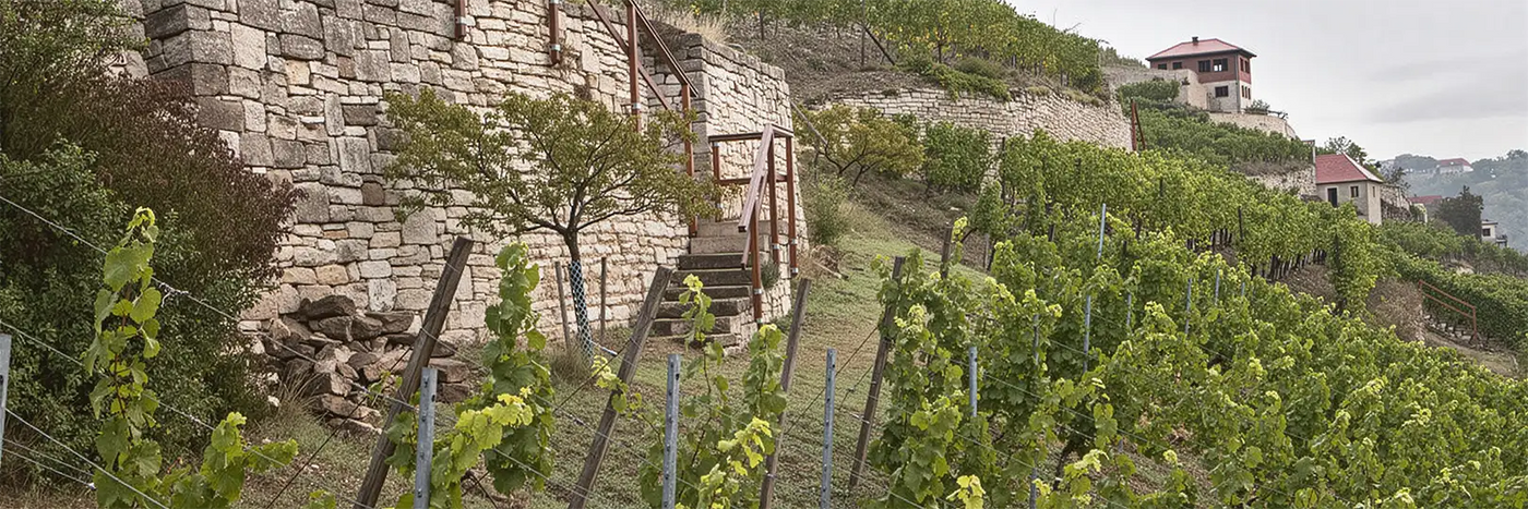 Böhme und Töchter Weinberg