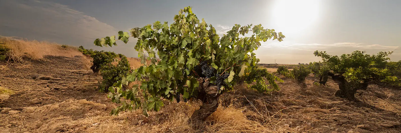 Cinco Leguas alte Reben