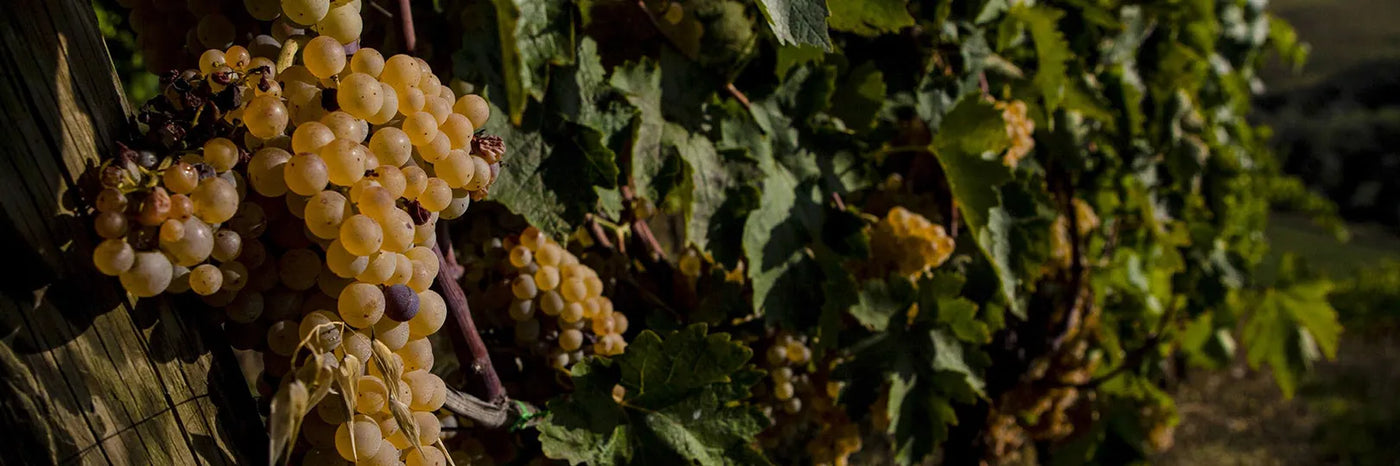 Cirelli Trebbiano nah