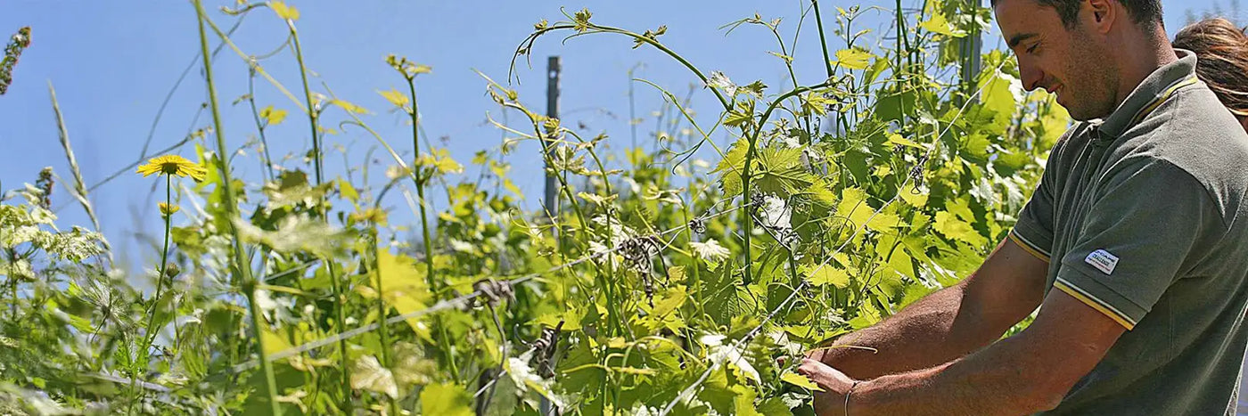 Corzano e Paterno Anbinden
