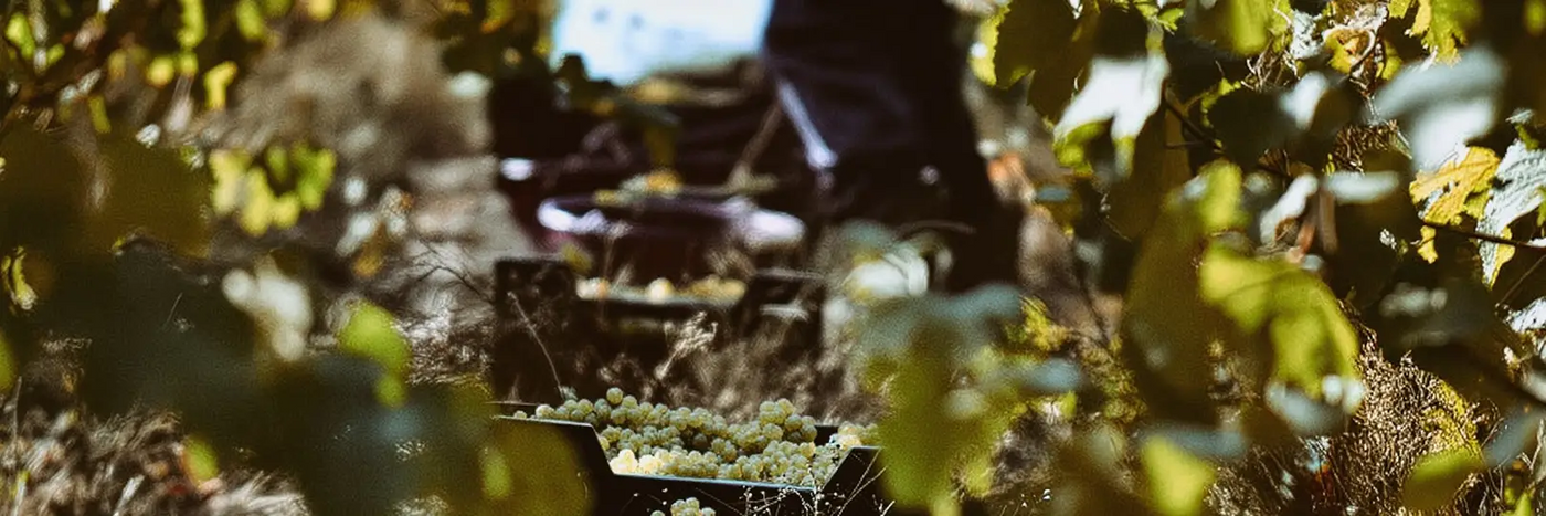 Domaene Vincendeau Lese