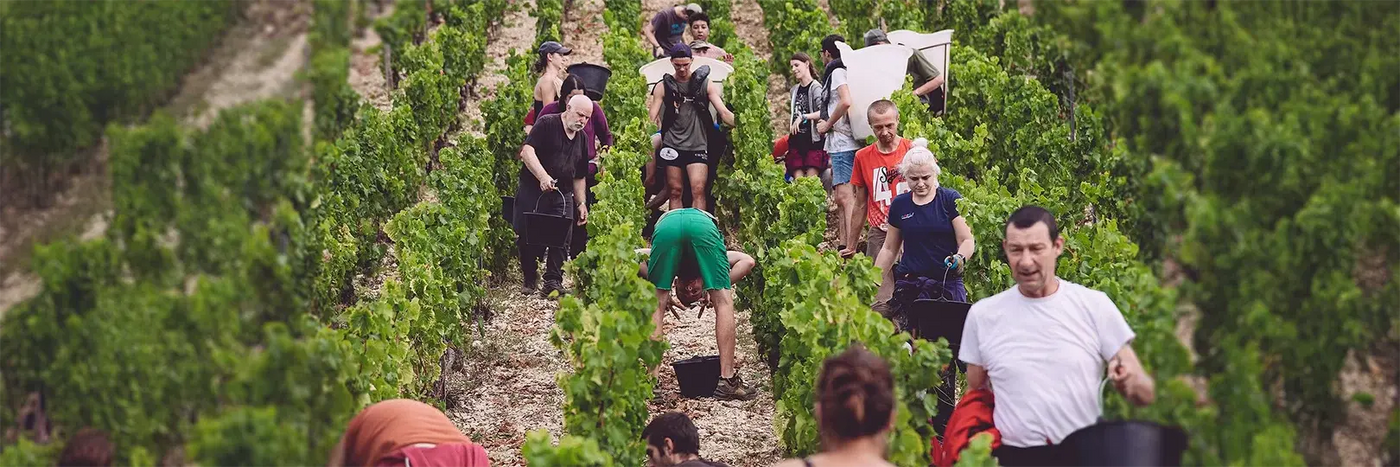 Domaine de l'Enclos Lese