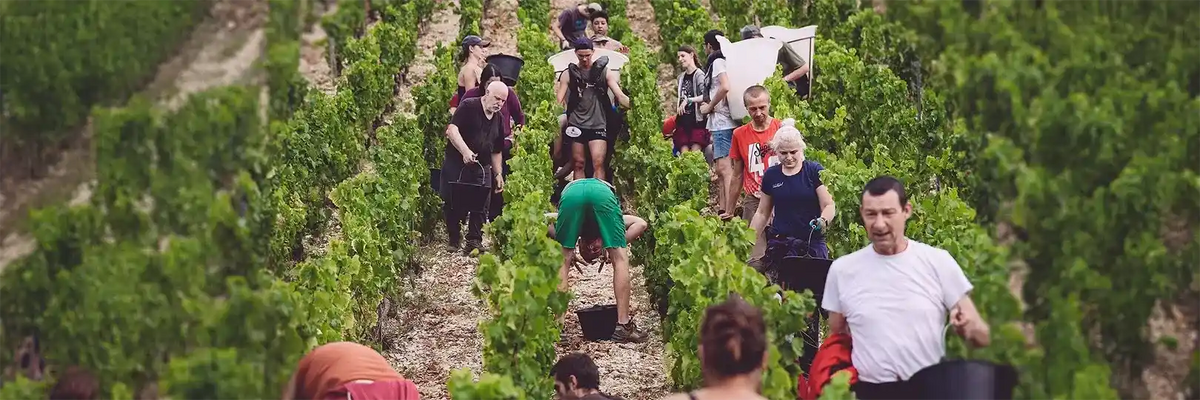 Domaine de l'Enclos - Lese