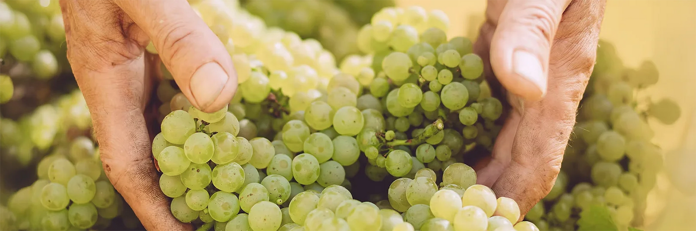 Domaine de l'Enclos Trauben