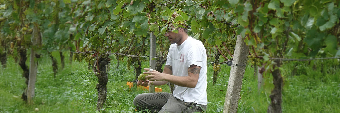 Enderle und Moll Flo bei der Lese