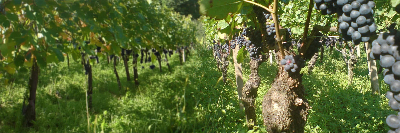 Enderle und Moll Pinot Noir Weingarten