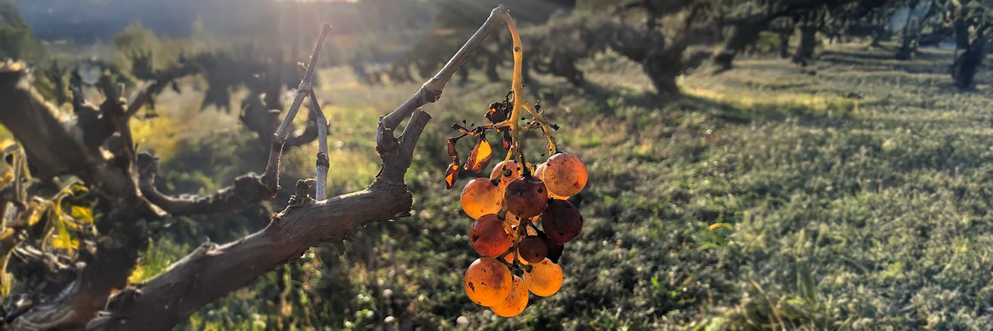 Entre Vinyes Trauben