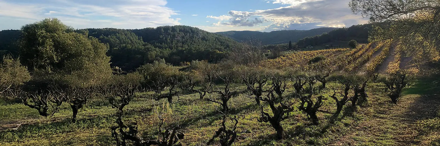 Entre Vinyes Weinberg