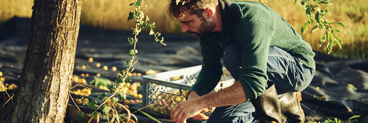 Faude-feine-Braende Ernte Haferplaume