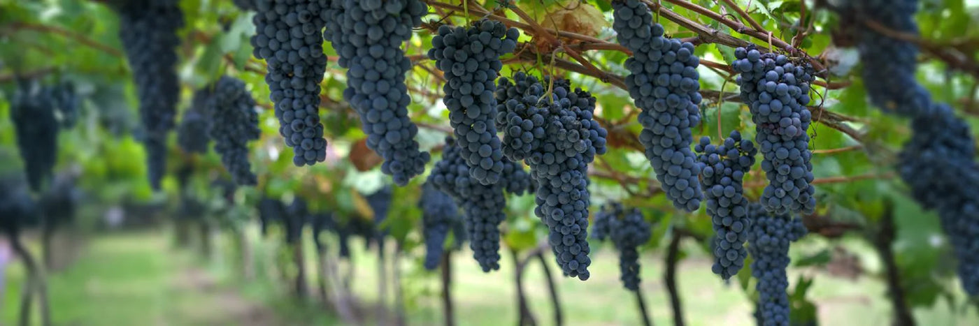 Foradori Teroltego-Trauben