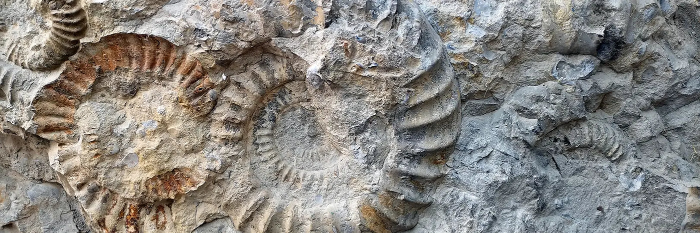 G. A. Heinrich Kalkstein