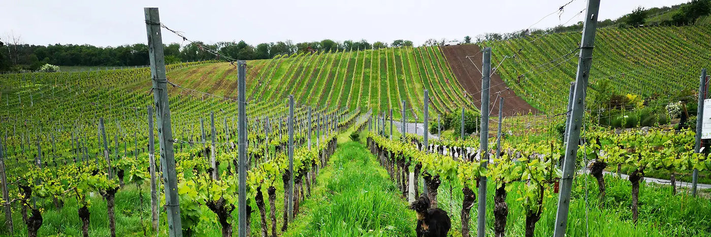 G. A. Heinrich Weinberg