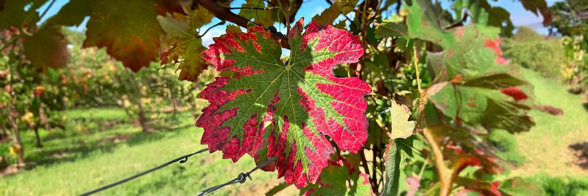 Gagliassi Weinblatt