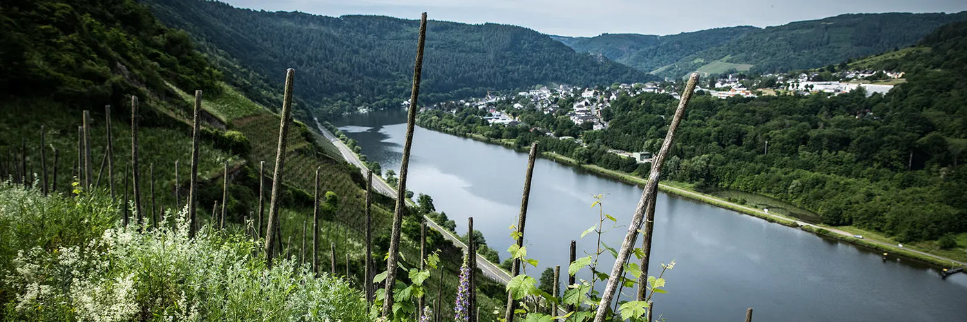 Immich-Batterieberg Moselblick