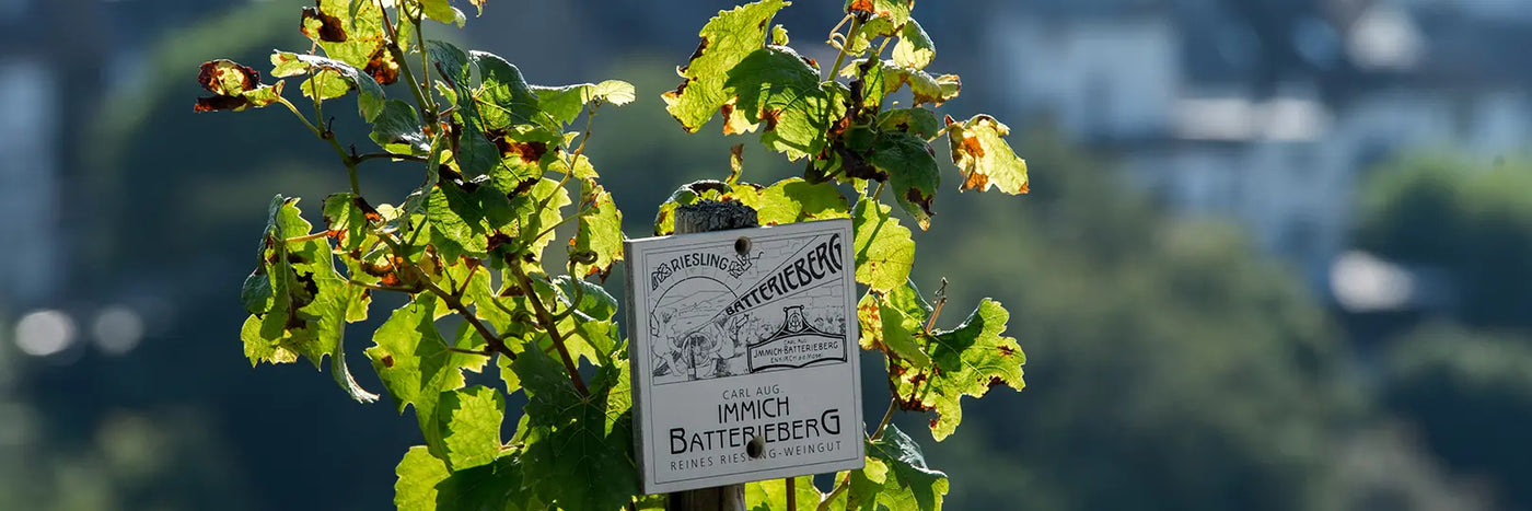 Immich-Batterieberg Reben