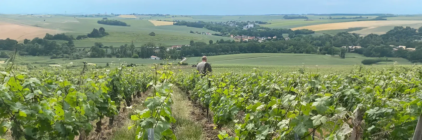 Jeanaux-Robin Weinberg