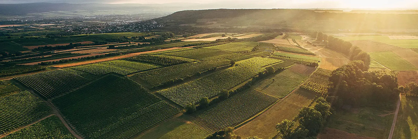 Knewitz Weinberg bei Appenheim