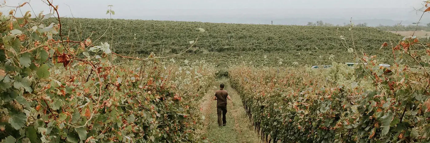 Krisitnus Weingarten