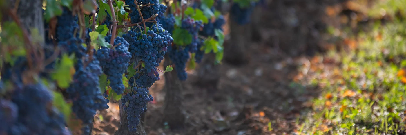 Lambert Chinon Cabernet Franc