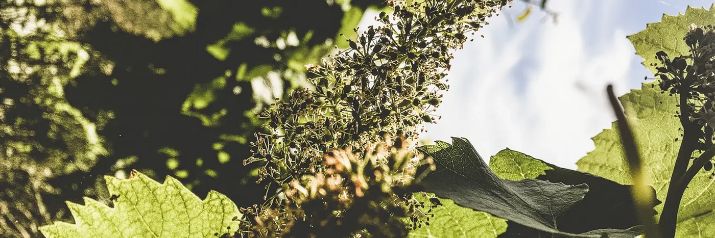 Larmandier-Bernier Blüte