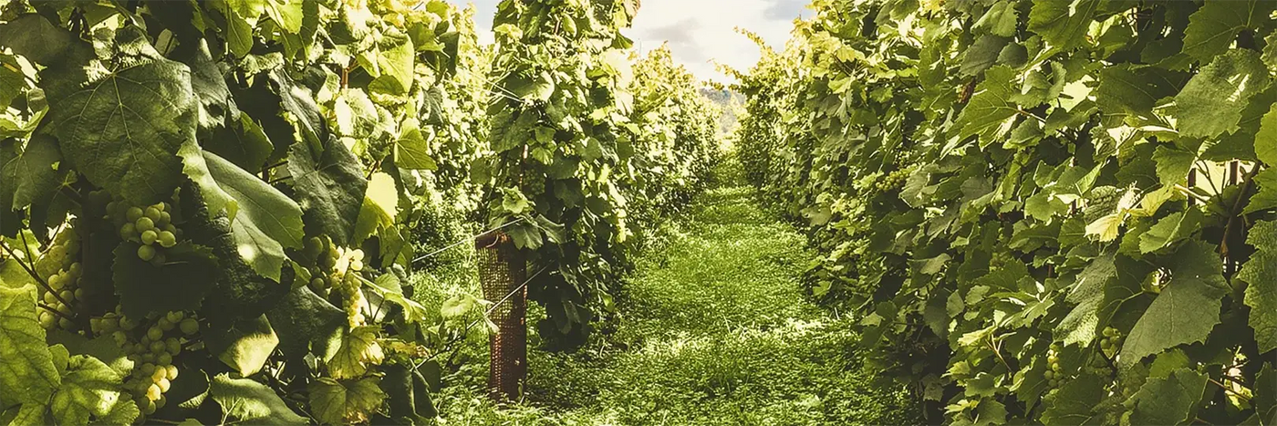 Larmandier-Bernier Reben