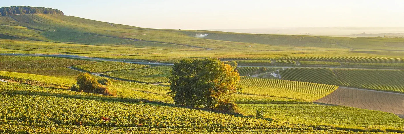 Larmandier-Bernier Tal