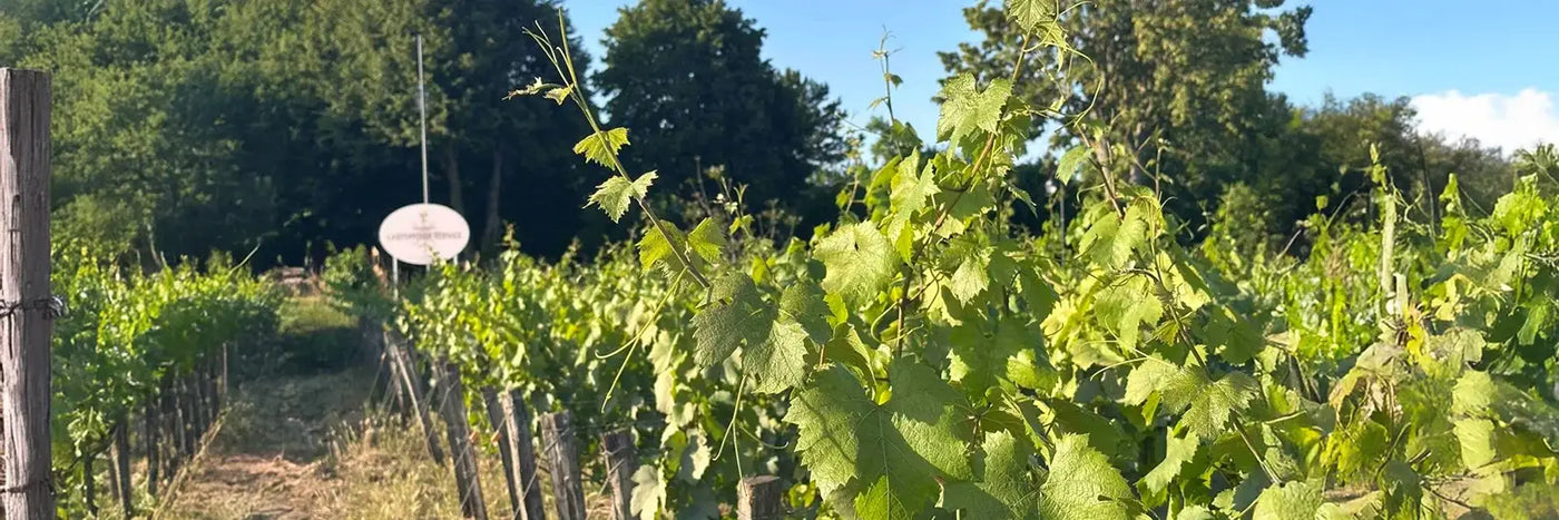 Larmandier-Bernier Weingarten