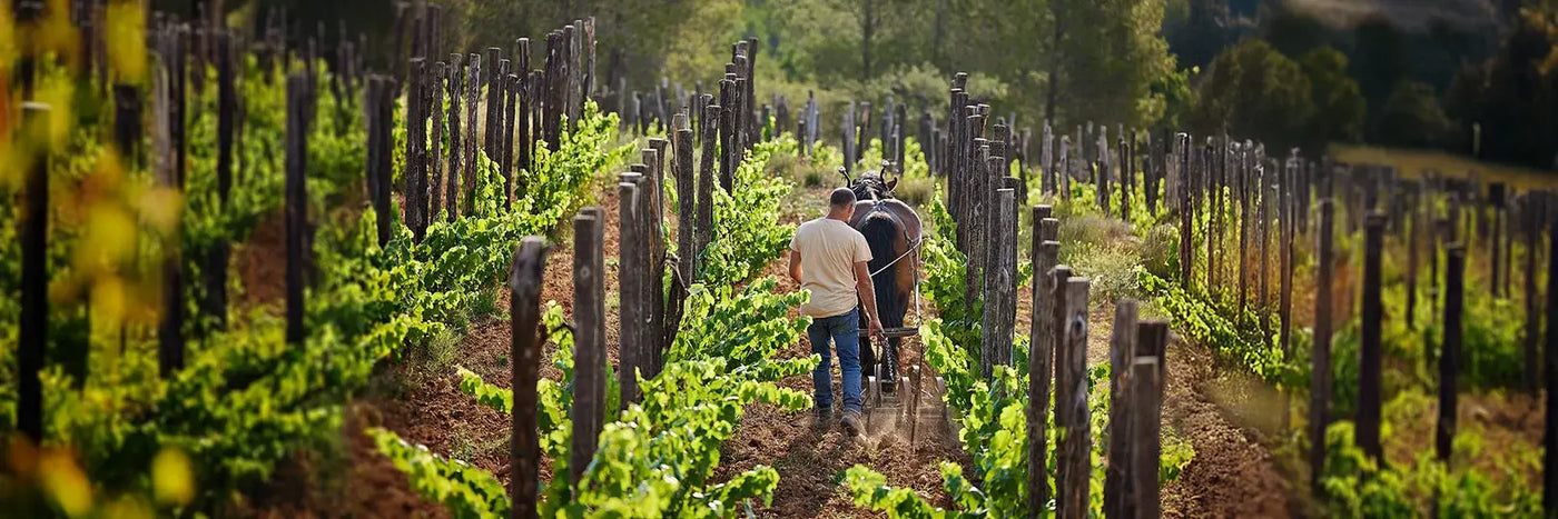 Recaredo Weinbergsarbeit