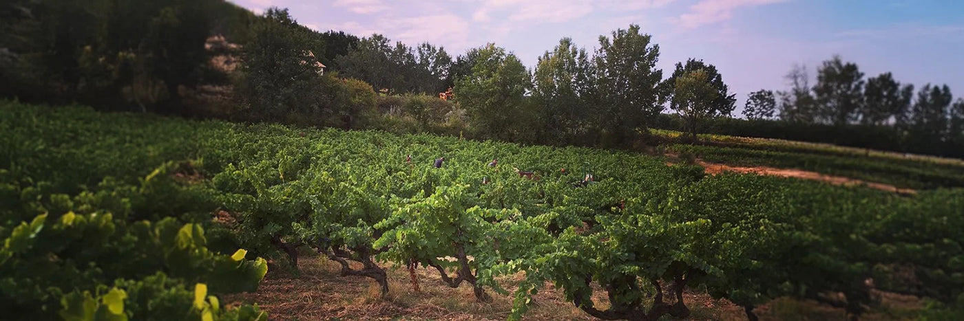 Roche-Audran Reben in der Lese