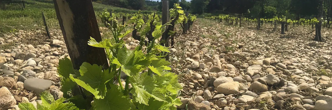 Roche-Audran Reben und Kiesel