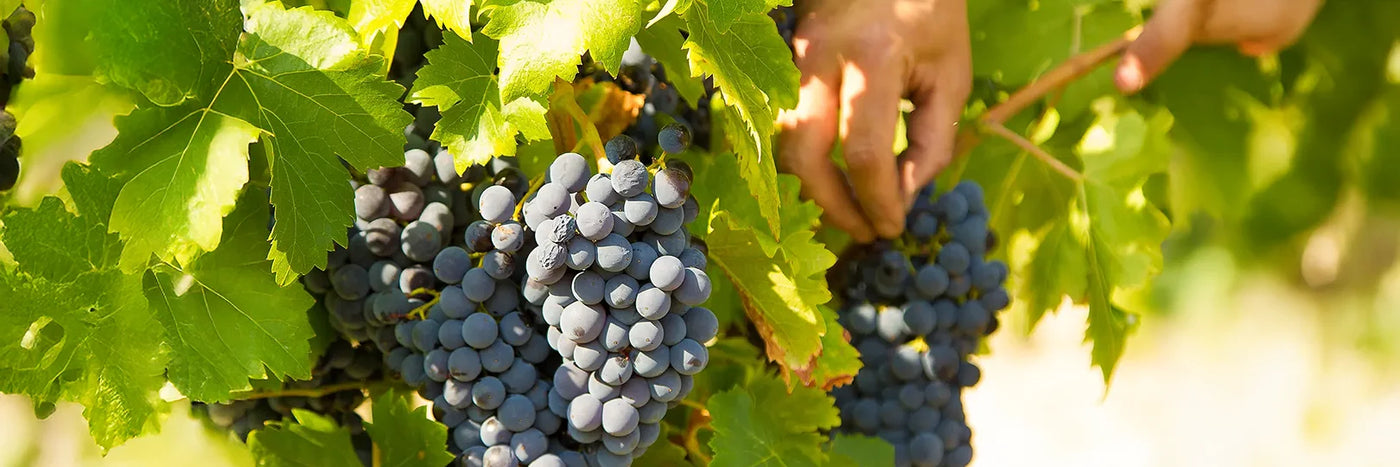 Roche-Audran Trauben