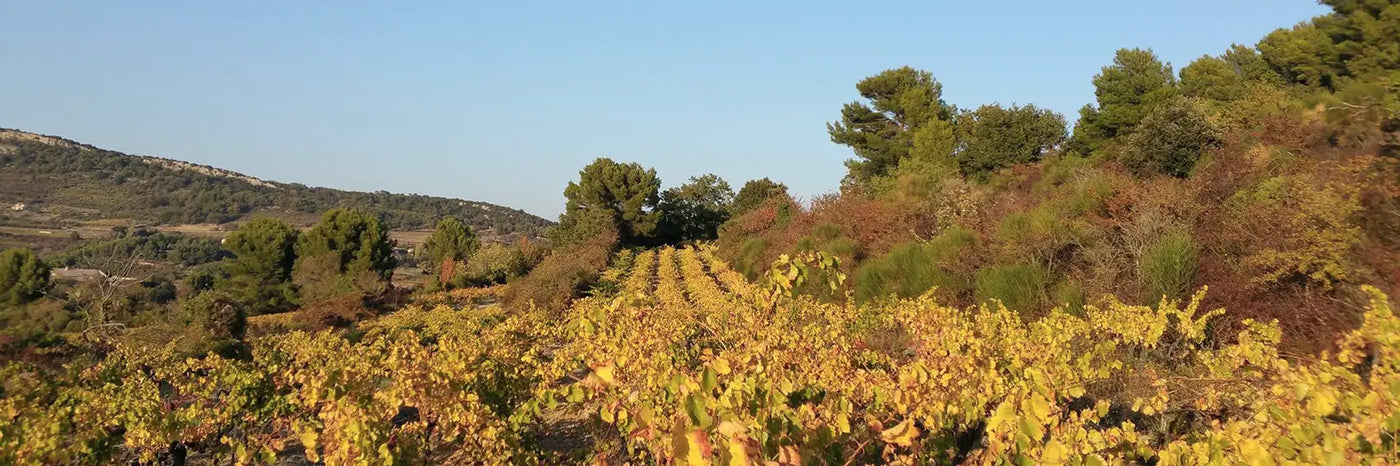 Saint Jean Du Barroux Herbstlaub
