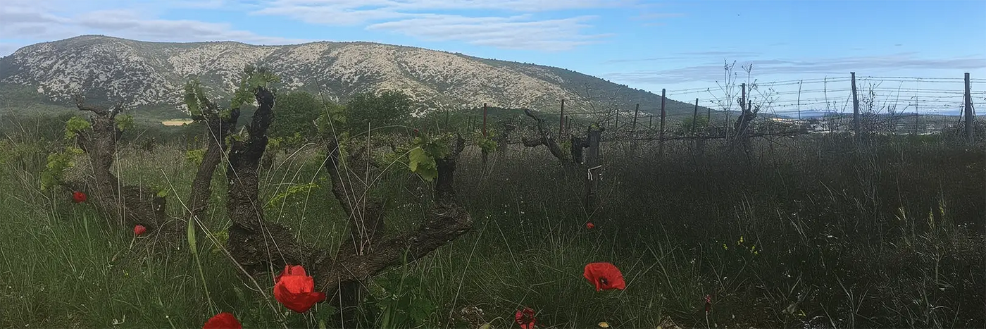 Saint Jean Du Barroux Rebe und Mohn