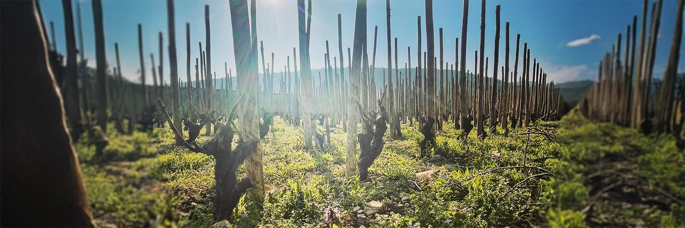 Trapet Gevery Chambertin