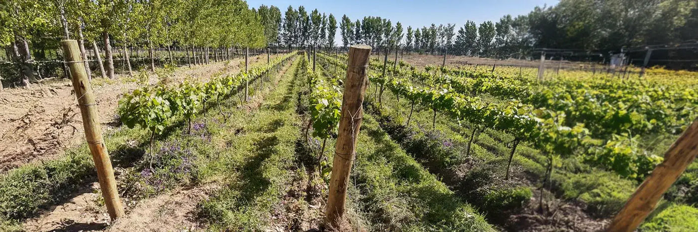 Vino 40-40 Weingarten