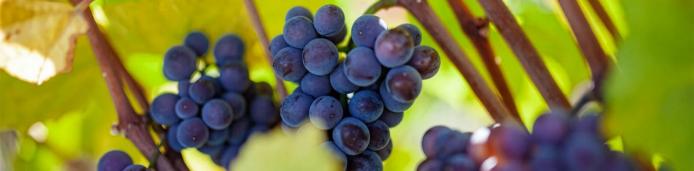 Rotwein