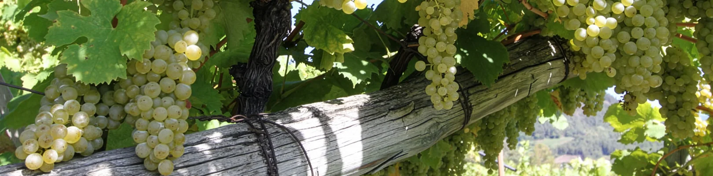 Weißwein
