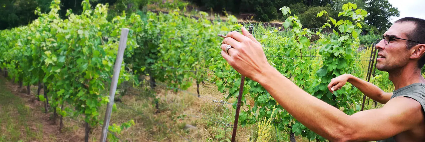 Alexandre Dupont de Ligonnes im Weinberg mit Kippe