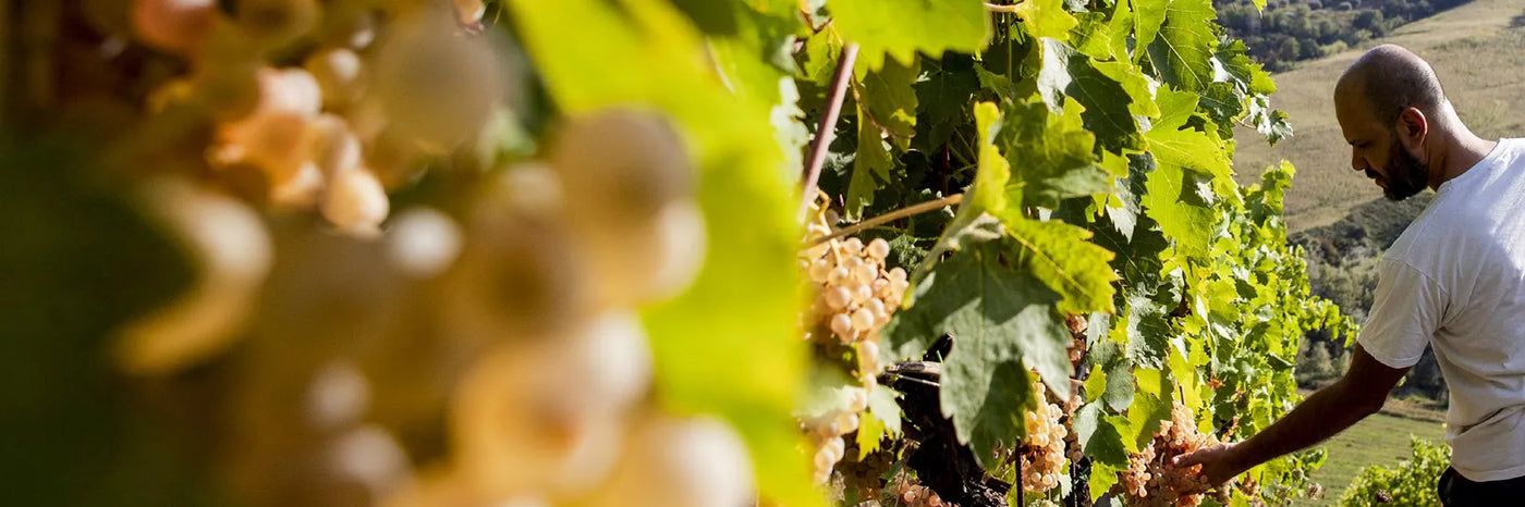 Cirelli Trebbiano