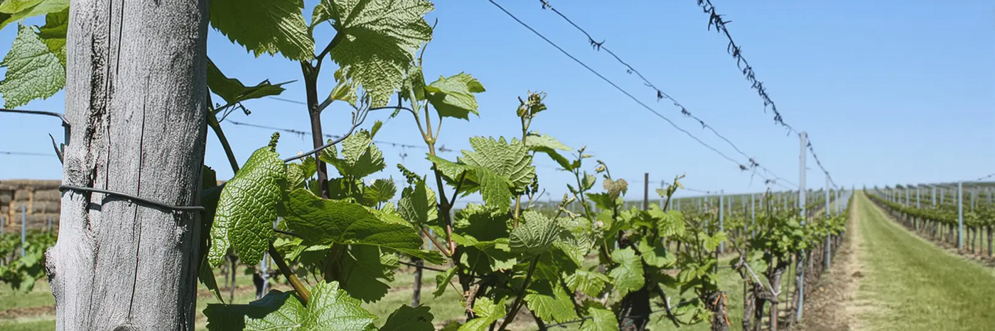 Domaine-M Weinberg
