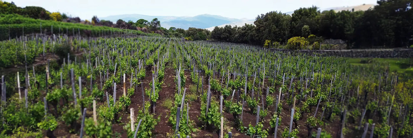 I Vigneri Weingarten