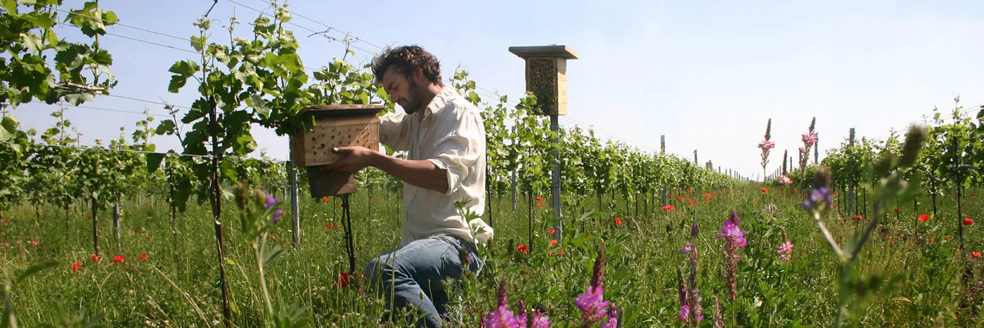Meinklang Insekten
