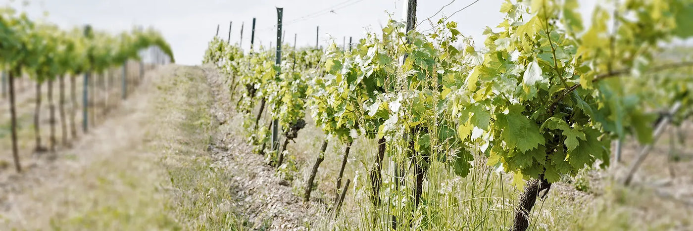 Nittnaus Weinberg